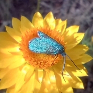 Pollanisus (genus) at Mount Majura - 12 Nov 2023