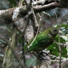 Ailuroedus crassirostris (Green Catbird) at O'Reilly, QLD - 7 Nov 2023 by Rixon