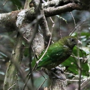 Ailuroedus crassirostris at Lamington National Park - 7 Nov 2023 01:33 PM