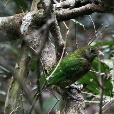Ailuroedus crassirostris (Green Catbird) at O'Reilly, QLD - 7 Nov 2023 by Rixon