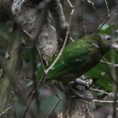 Ailuroedus crassirostris at Lamington National Park - 7 Nov 2023 01:33 PM