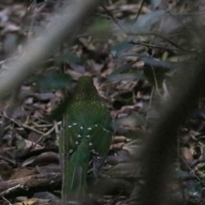 Ailuroedus crassirostris at Lamington National Park - 7 Nov 2023