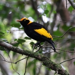 Sericulus chrysocephalus (Regent Bowerbird) at Lamington National Park - 7 Nov 2023 by Rixon