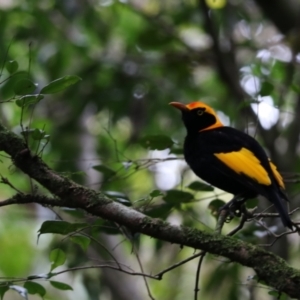 Sericulus chrysocephalus at Lamington National Park - 7 Nov 2023 01:30 PM