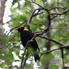 Sericulus chrysocephalus at Lamington National Park - 7 Nov 2023 01:30 PM