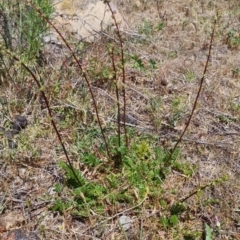 Acaena sp. (A Sheep's Burr) at QPRC LGA - 17 Nov 2023 by clarehoneydove