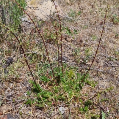 Acaena sp. (A Sheep's Burr) at Bungendore, NSW - 17 Nov 2023 by clarehoneydove