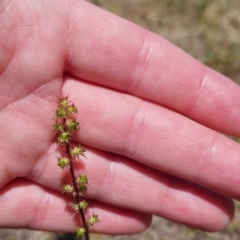 Acaena (genus) at QPRC LGA - 17 Nov 2023