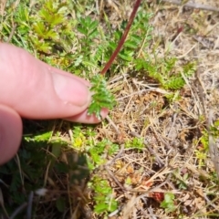 Acaena (genus) at QPRC LGA - 17 Nov 2023