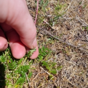 Acaena (genus) at QPRC LGA - 17 Nov 2023