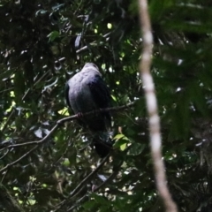 Columba leucomela (White-headed Pigeon) at O'Reilly, QLD - 6 Nov 2023 by Rixon