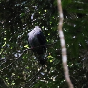 Columba leucomela at O'Reilly, QLD - 6 Nov 2023