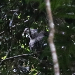 Columba leucomela at O'Reilly, QLD - 6 Nov 2023