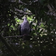 Columba leucomela at O'Reilly, QLD - 6 Nov 2023