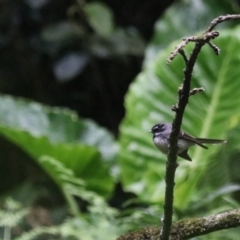 Rhipidura albiscapa (Grey Fantail) at O'Reilly, QLD - 6 Nov 2023 by Rixon