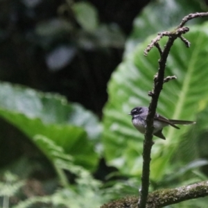 Rhipidura albiscapa at O'Reilly, QLD - 6 Nov 2023 05:16 PM