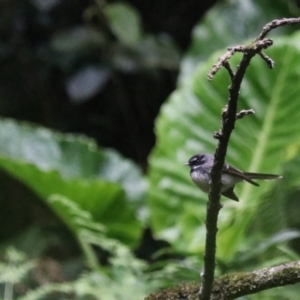 Rhipidura albiscapa at O'Reilly, QLD - 6 Nov 2023