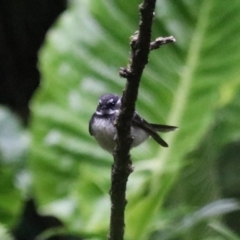 Rhipidura albiscapa at O'Reilly, QLD - 6 Nov 2023 05:16 PM