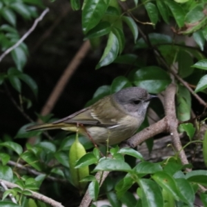 Pachycephala pectoralis at O'Reilly, QLD - 6 Nov 2023