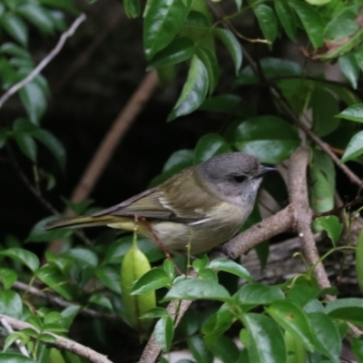 Pachycephala pectoralis (Golden Whistler) at O'Reilly, QLD - 6 Nov 2023 by Rixon