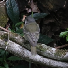 Pachycephala pectoralis at O'Reilly, QLD - 6 Nov 2023