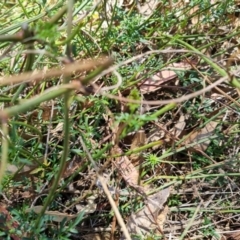 Clematis leptophylla at QPRC LGA - 17 Nov 2023