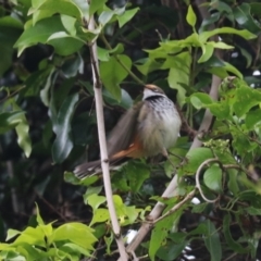 Rhipidura rufifrons (Rufous Fantail) at O'Reilly, QLD - 6 Nov 2023 by Rixon