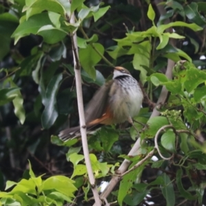 Rhipidura rufifrons at O'Reilly, QLD - 6 Nov 2023 05:35 PM