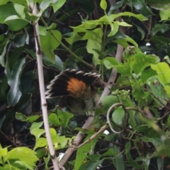 Rhipidura rufifrons at O'Reilly, QLD - 6 Nov 2023