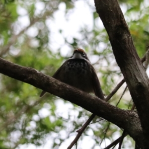 Rhipidura rufifrons at O'Reilly, QLD - 6 Nov 2023