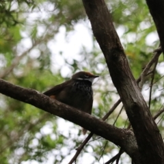 Rhipidura rufifrons at O'Reilly, QLD - 6 Nov 2023