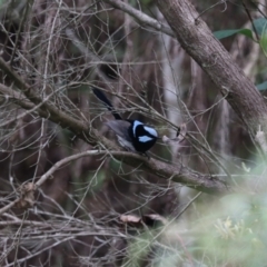 Malurus cyaneus (Superb Fairywren) at O'Reilly, QLD - 6 Nov 2023 by Rixon