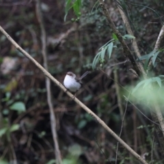 Malurus cyaneus at O'Reilly, QLD - 6 Nov 2023 05:50 PM
