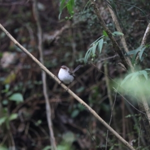 Malurus cyaneus at O'Reilly, QLD - 6 Nov 2023 05:50 PM