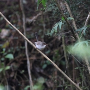 Malurus cyaneus at O'Reilly, QLD - 6 Nov 2023 05:50 PM