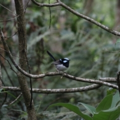 Malurus cyaneus at O'Reilly, QLD - 6 Nov 2023