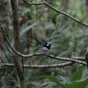 Malurus cyaneus at O'Reilly, QLD - 6 Nov 2023 05:50 PM