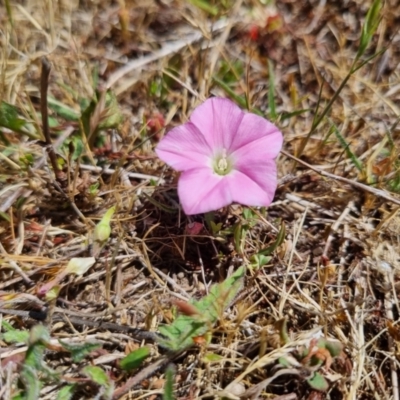 Convolvulus angustissimus subsp. angustissimus (Australian Bindweed) at Bungendore, NSW - 17 Nov 2023 by clarehoneydove