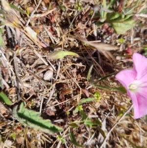 Convolvulus angustissimus subsp. angustissimus at QPRC LGA - 17 Nov 2023