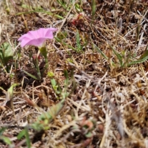 Convolvulus angustissimus subsp. angustissimus at QPRC LGA - 17 Nov 2023