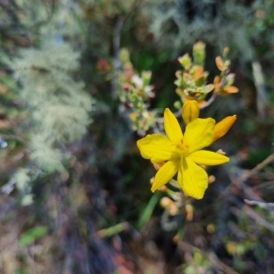 Bulbine bulbosa (Golden Lily, Bulbine Lily) at QPRC LGA - 17 Nov 2023 by clarehoneydove