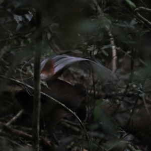 Menura alberti at O'Reilly, QLD - suppressed