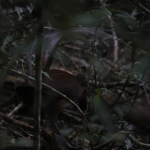 Menura alberti at O'Reilly, QLD - suppressed