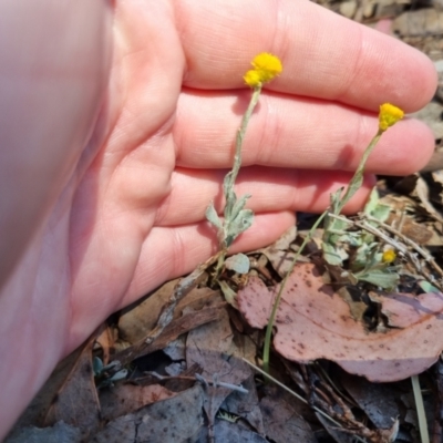 Chrysocephalum apiculatum (Common Everlasting) at QPRC LGA - 17 Nov 2023 by clarehoneydove