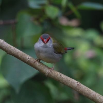 Neochmia temporalis (Red-browed Finch) at O'Reilly, QLD - 6 Nov 2023 by Rixon