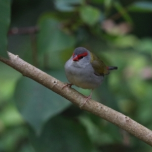 Neochmia temporalis at O'Reilly, QLD - 6 Nov 2023 05:43 PM