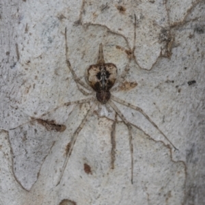 Tamopsis sp. (genus) at Higgins Woodland - 16 Nov 2023