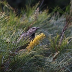 Sericulus chrysocephalus (Regent Bowerbird) at O'Reilly, QLD - 6 Nov 2023 by Rixon