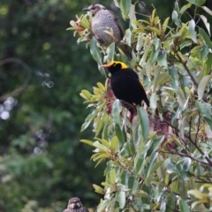 Sericulus chrysocephalus at O'Reilly, QLD - suppressed