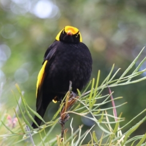 Sericulus chrysocephalus at O'Reilly, QLD - suppressed